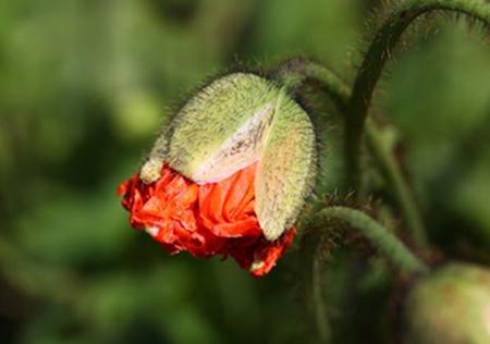 blomknop