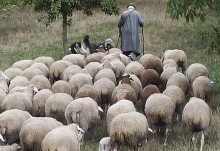 skaapherder en skape