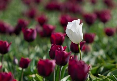 blomme