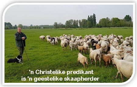 skaapherder