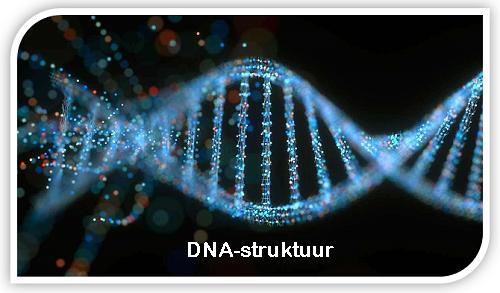 DNA struktuur