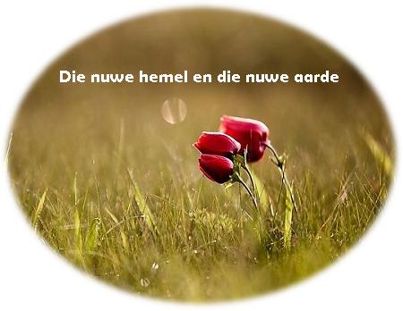 blom in veld
