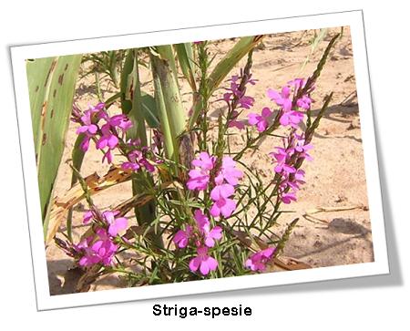 Striga