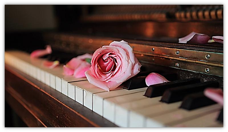 klavier met roos