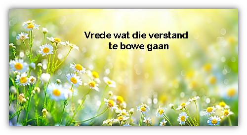 veld blomme