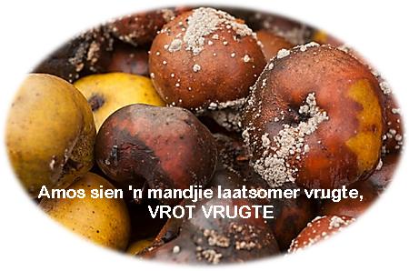 VROT VRUGTE