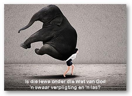 vrou wat olifant dra