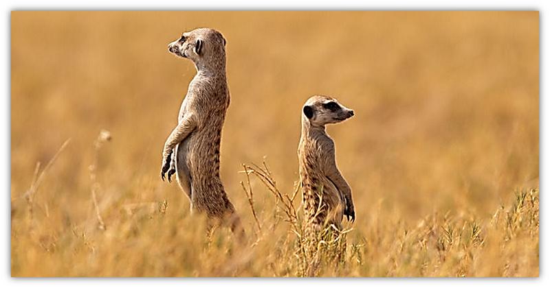 twee meerkatte