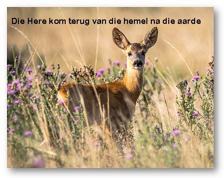 bok natuur