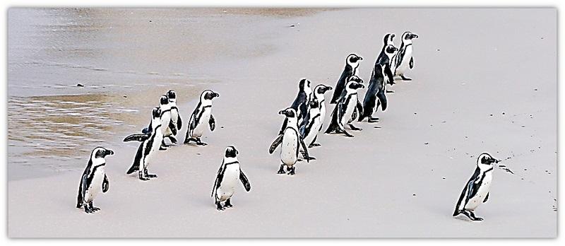 pinguins