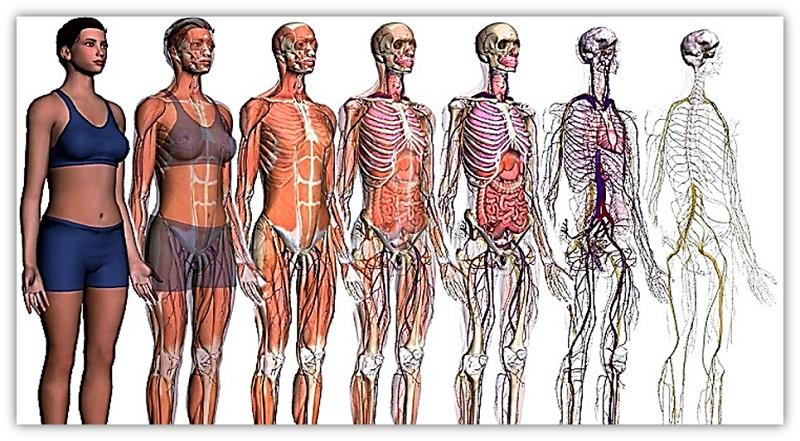 anatomie