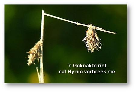 geknakte riet