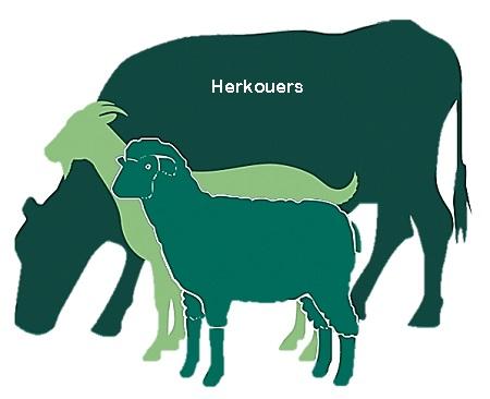 Herkouers