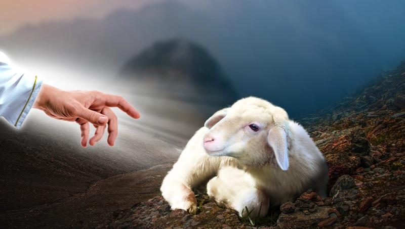 die goeie herder