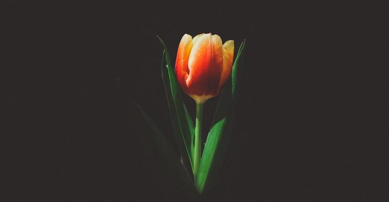 Tulp