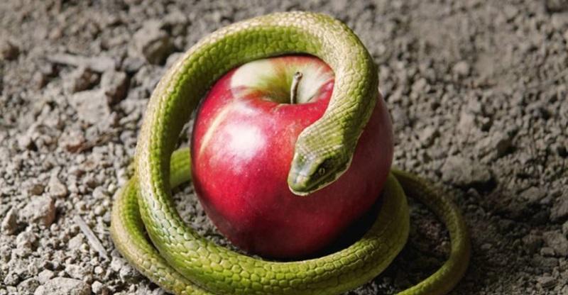 appel en slang